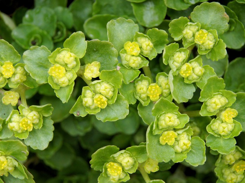 Chrysosplenium oppositifolium