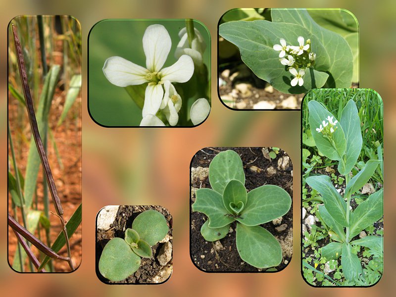 Conringia orientalis