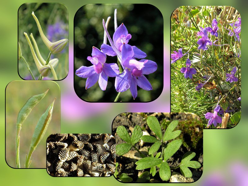 Delphinium consolida