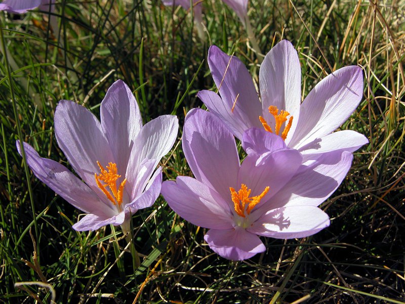 Crocus nudiflorus
