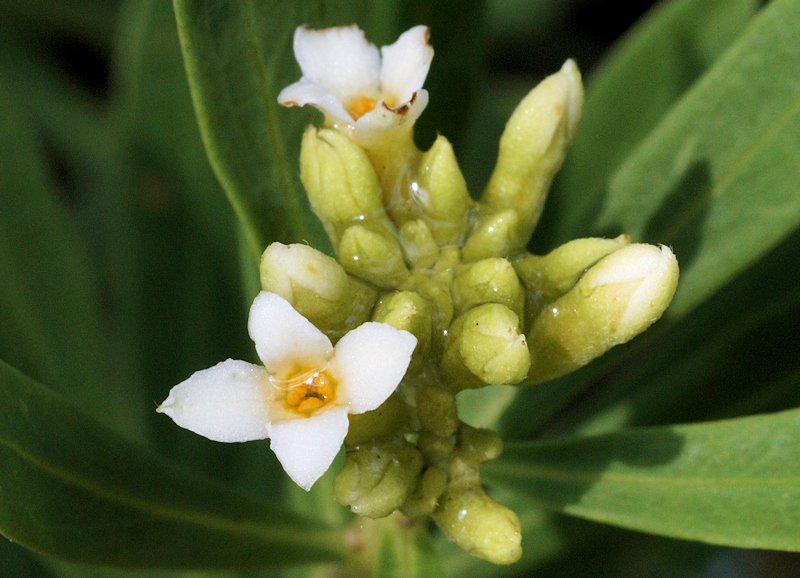 Daphne gnidium