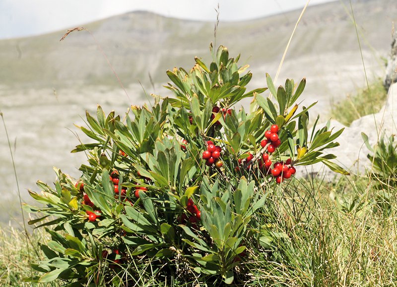 Daphne mezereum