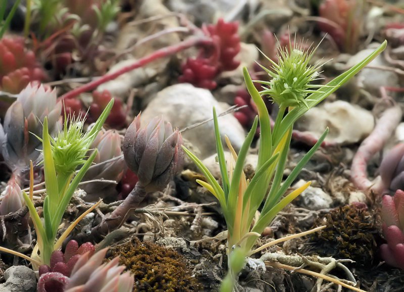 Echinaria capitata