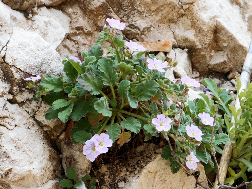 Erodium corsicum