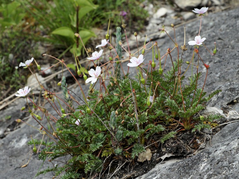 Erodium glandulosum