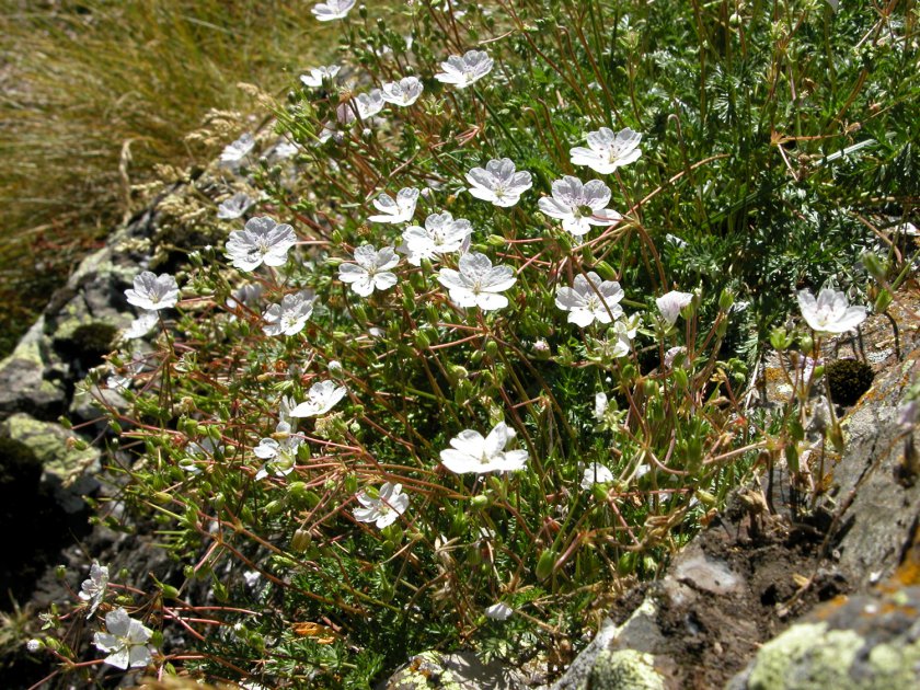 Erodium lucidum