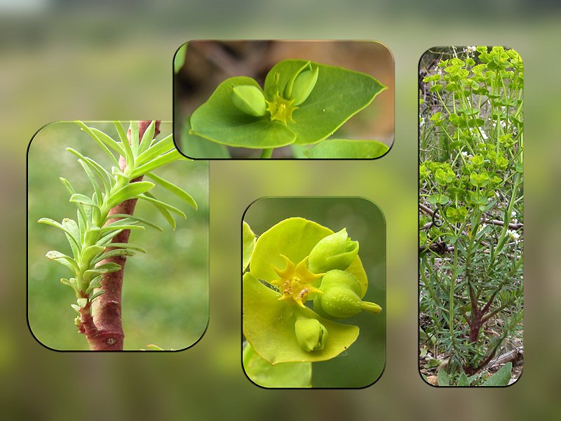 Euphorbia segetalis