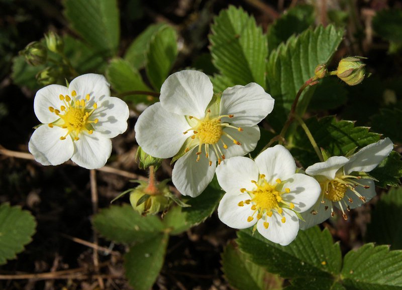 Fragaria viridis subsp. viridis