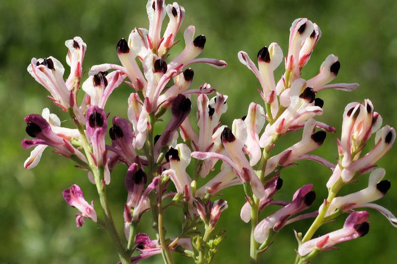 Fumaria agraria