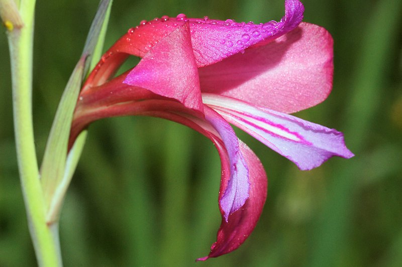 Gladiolus communis