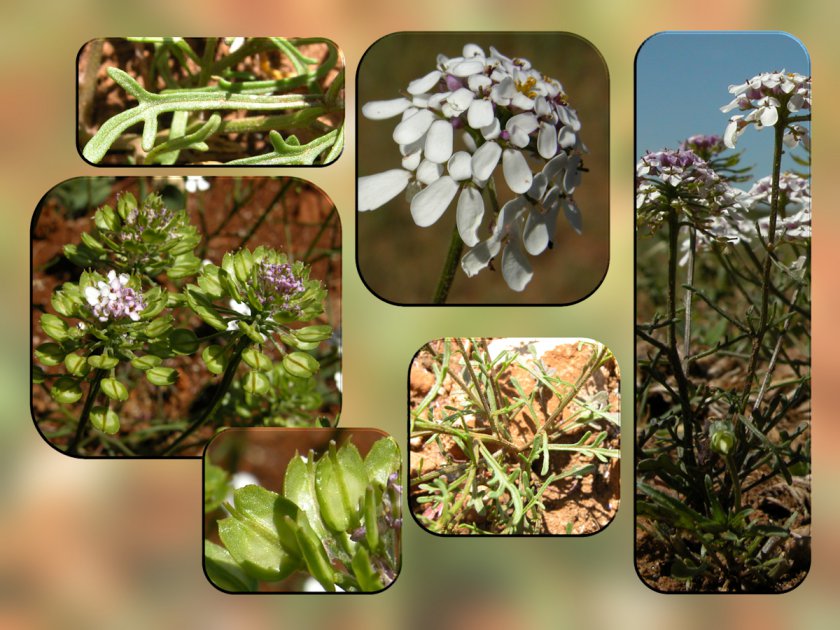 Iberis pinnata