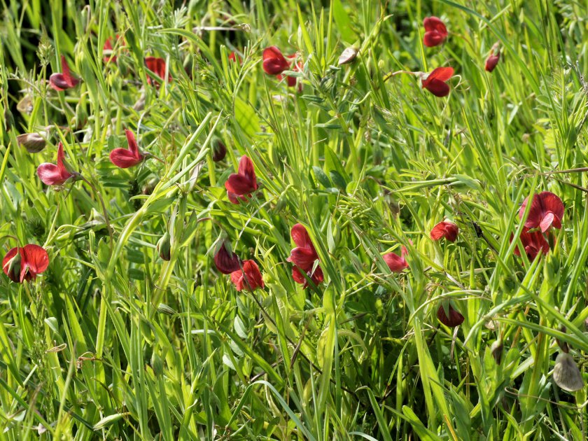 Lathyrus cicera