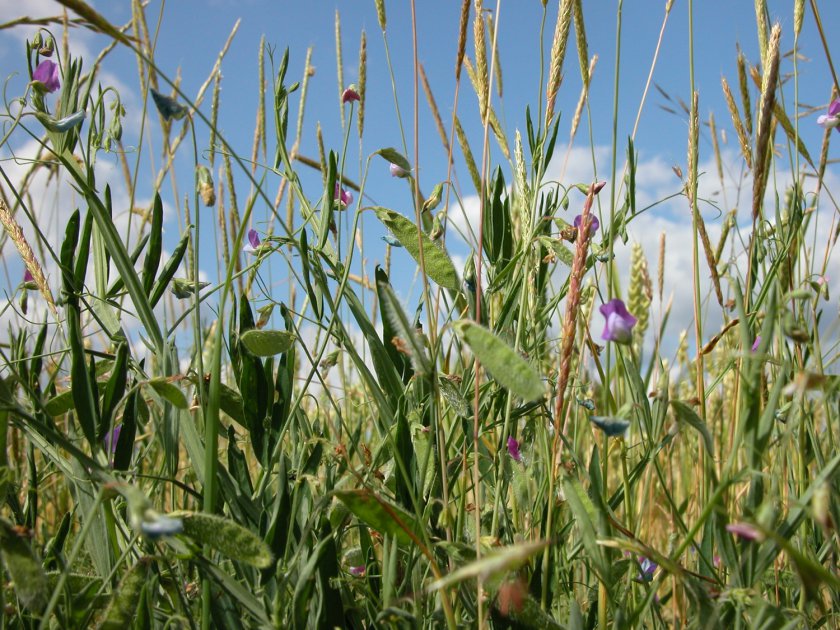 Lathyrus hirsutus