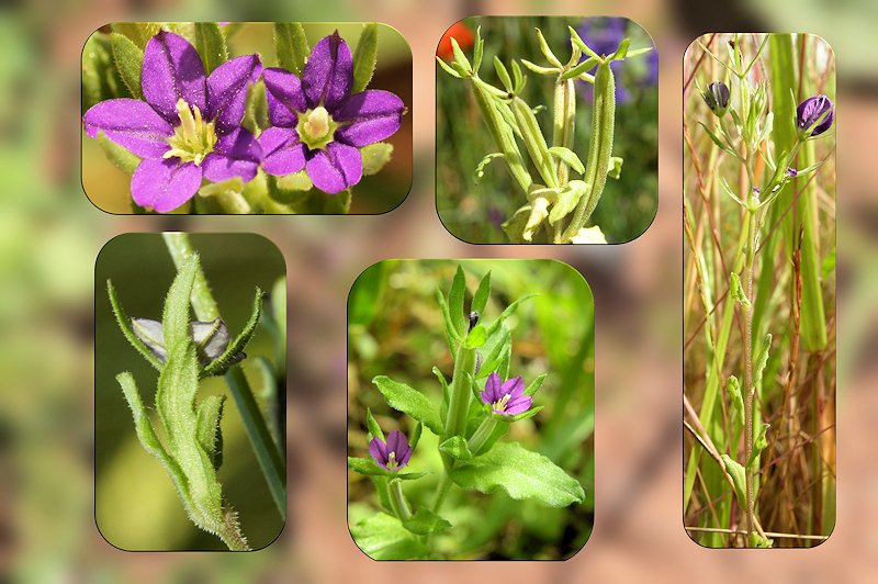 Legousia hybrida