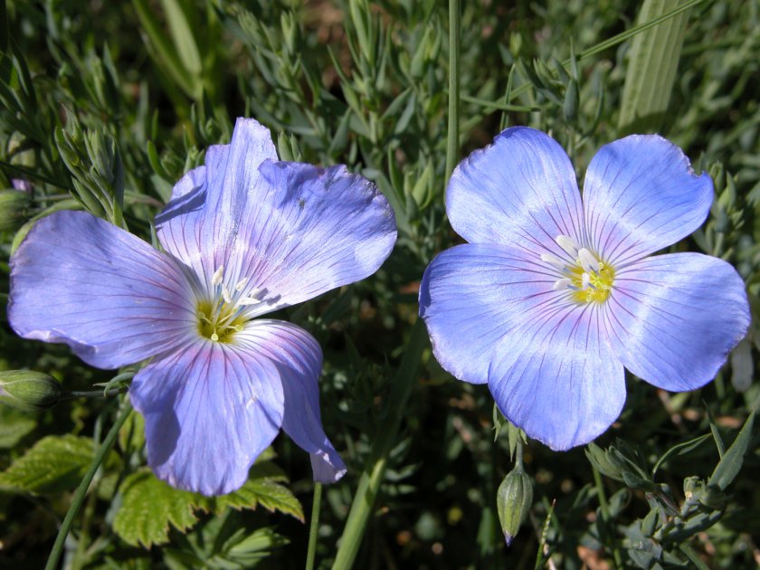 Linum alpinum