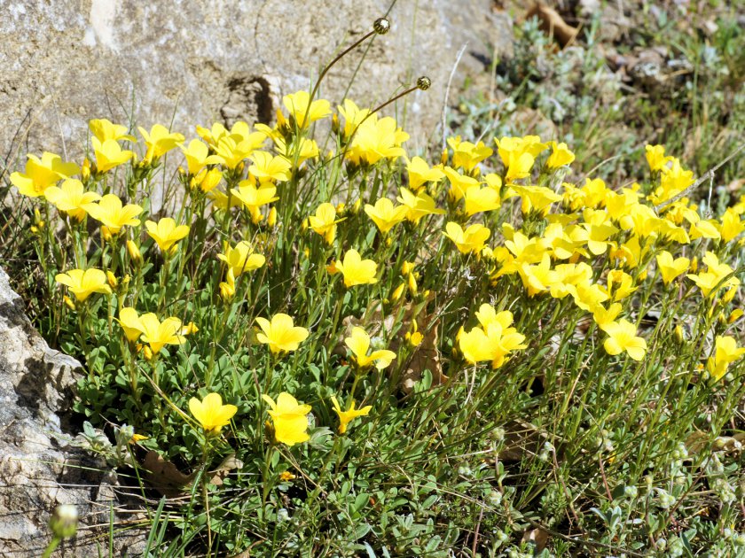 Linum campanulatum