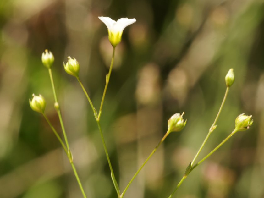 Linum catharticum
