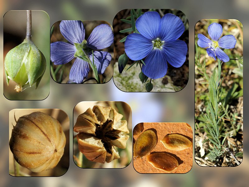 Linum leonii