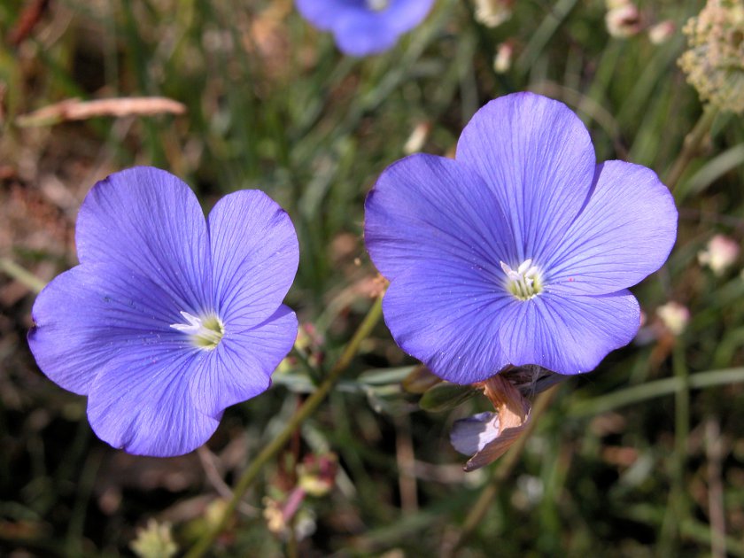 Linum narbonense