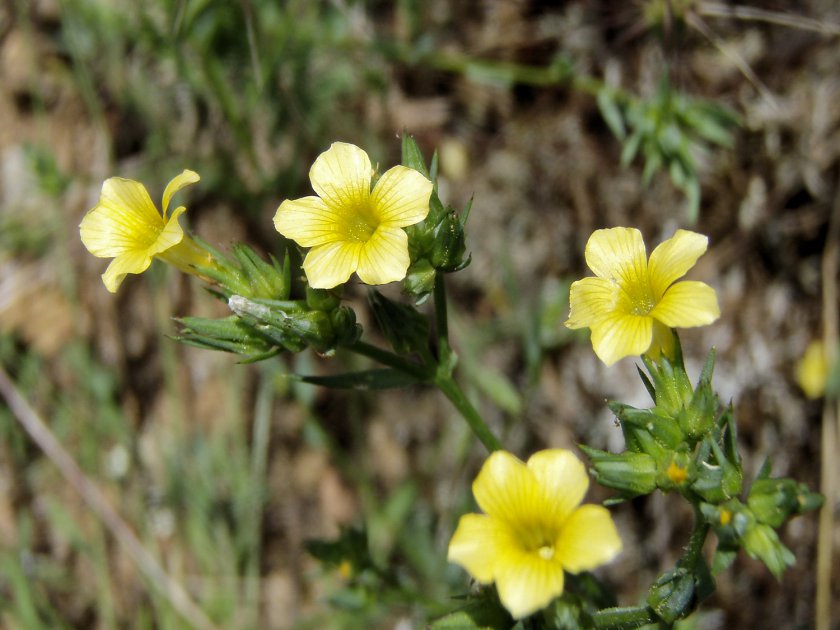 Linum strictum