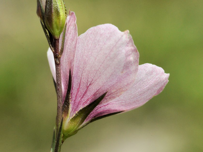 Linum tenuifolium