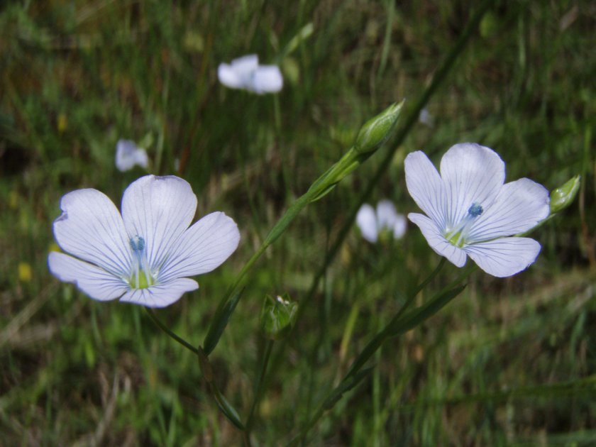 Linum usitatissimum subsp. angustifolium