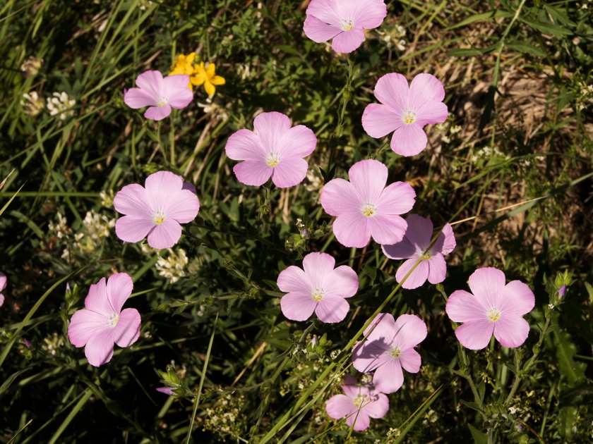 Linum viscosum