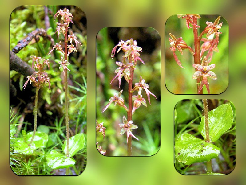 Neottia cordata