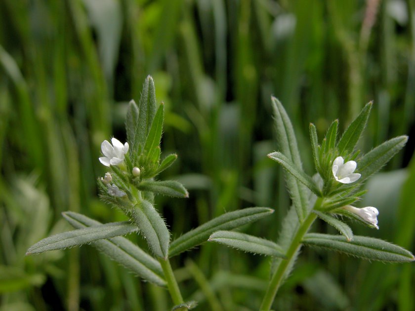 Buglossoides arvensis
