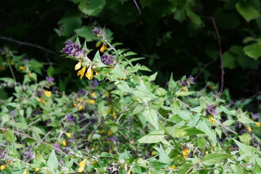 Melampyrum catalaunicum