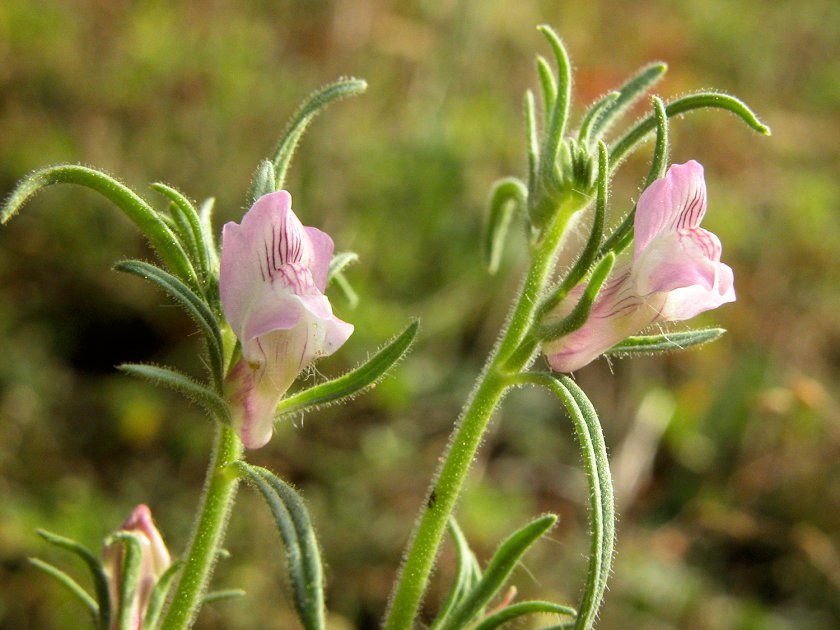 Misopates orontium