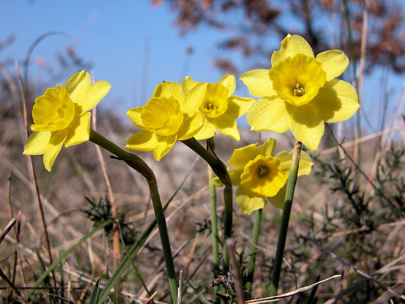 Narcissus assoanus