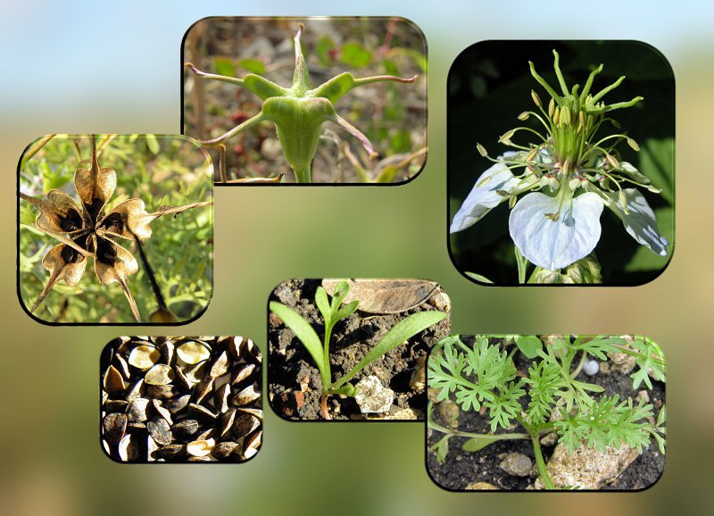 Nigella hispanica var. hispanica