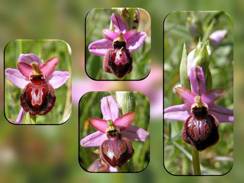 Ophrys aveyronensis