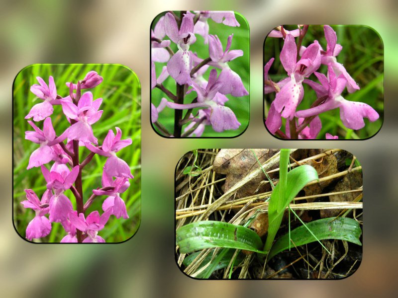Orchis langei