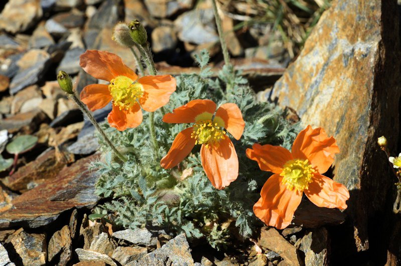 Papaver alpinum subsp. suaveolens