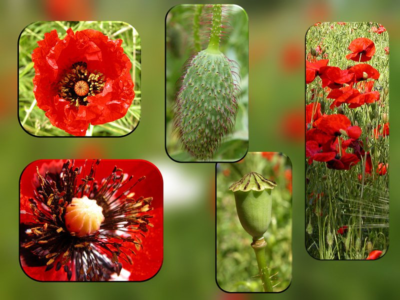 Papaver rhoeas