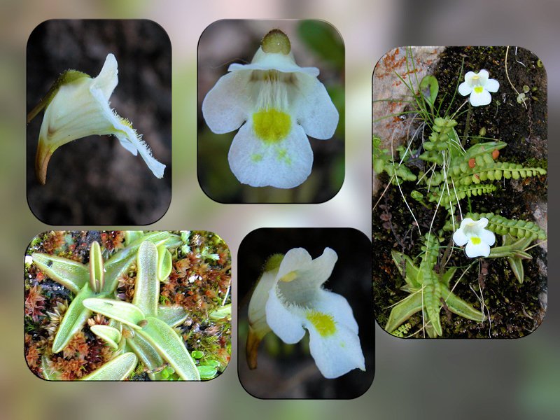 Pinguicula alpina