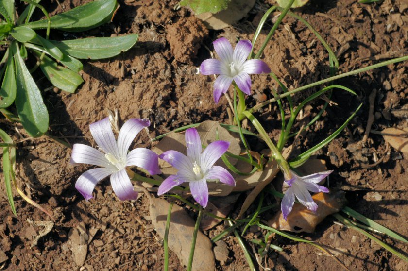 Romulea ligustica
