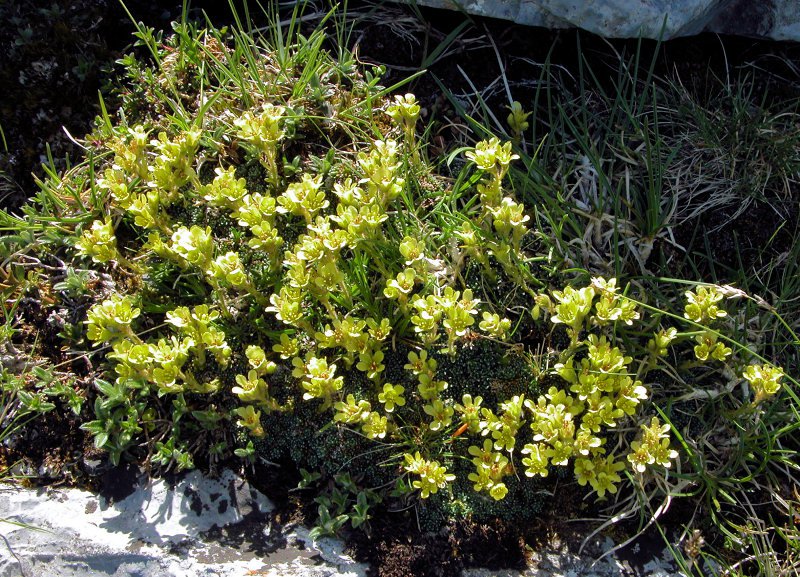 Saxifraga aretioides