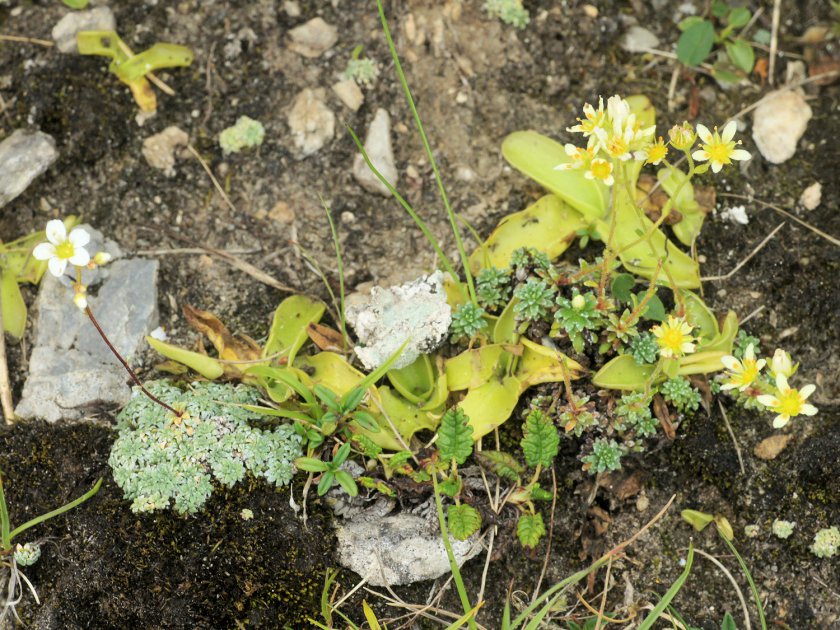 Saxifraga x patens