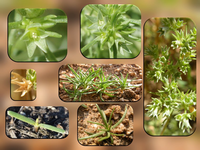 Scleranthus annuus