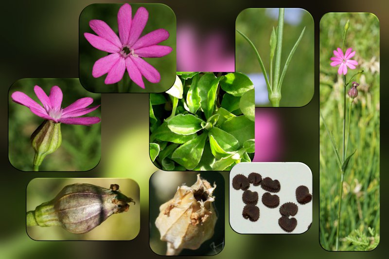 Silene cretica