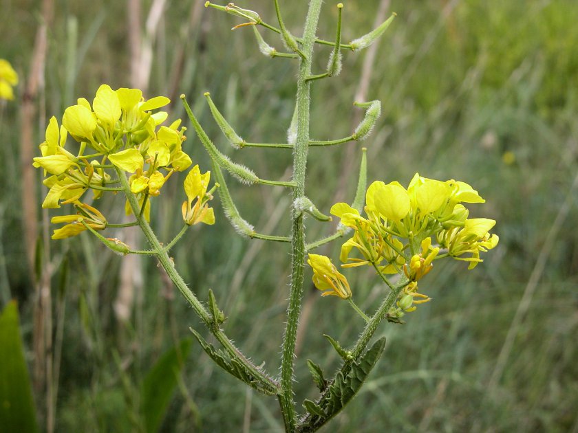 Sinapis alba