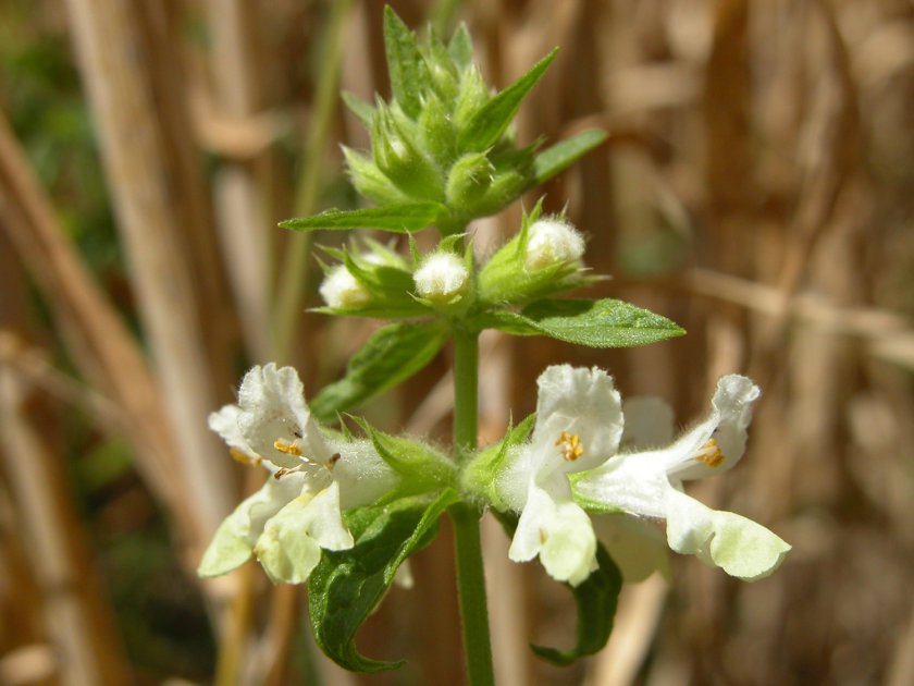 Stachys annua - Epiaire annuelle