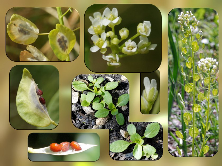 Thlaspi arvense
