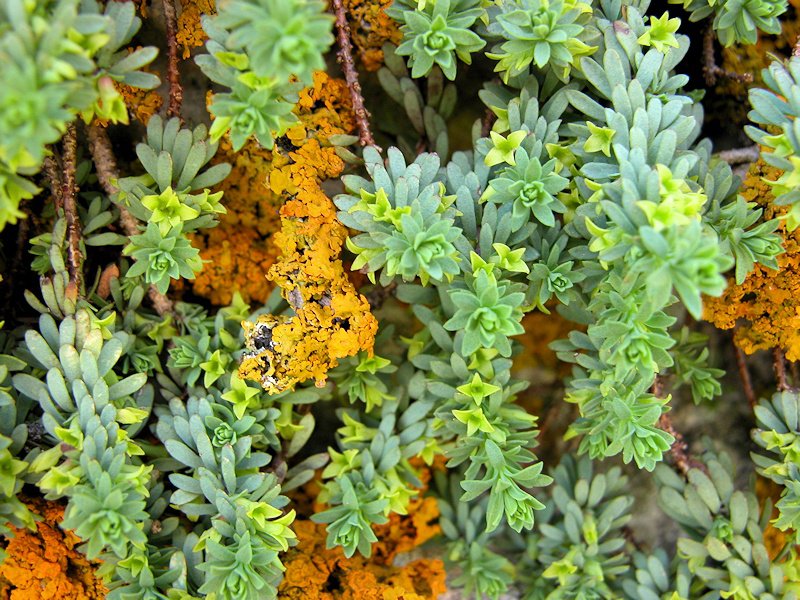 Thymelaea dioica