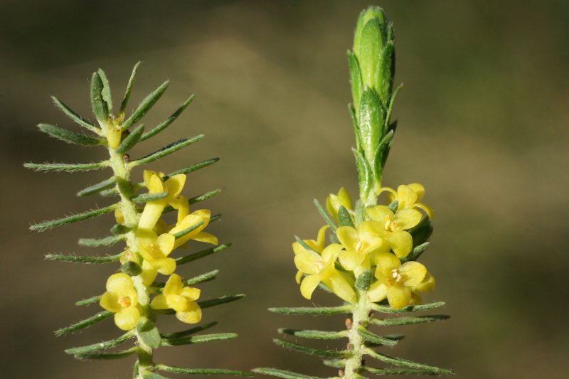 Thymelaea ruizii