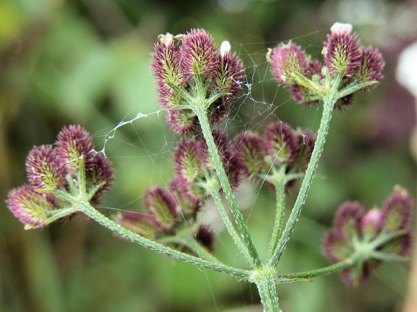 Torilis leptophylla - Torilis à feuilles étroites