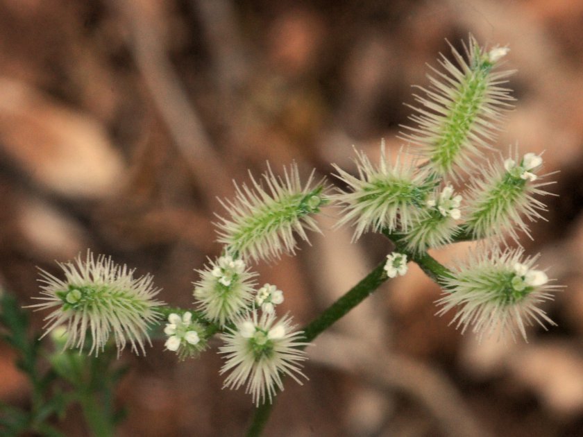 Torilis leptophylla - Torilis à feuilles étroites